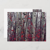 紅葉の白樺 ポストカード (正面/裏面)
