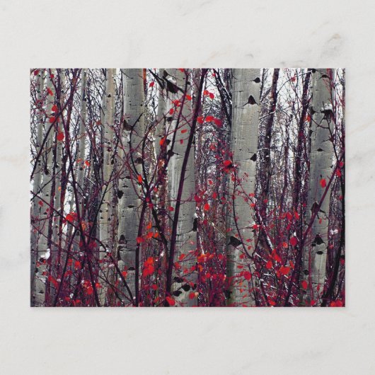 紅葉の白樺 ポストカード (正面)