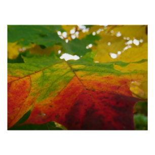紅葉の秋の自然撮影 ポスター