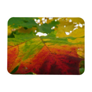 紅葉の秋の自然撮影 マグネット