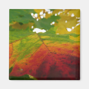 紅葉の秋の自然撮影 マグネット