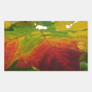 紅葉の秋の自然撮影 長方形シール