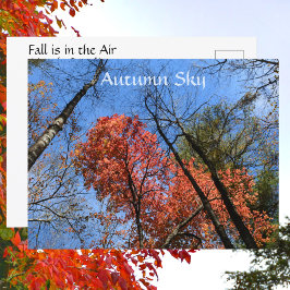 紅葉の色彩豊かな秋の木々 ポストカード
