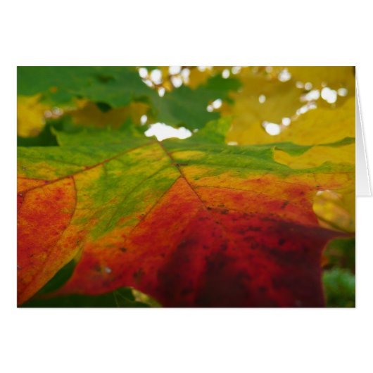 紅葉の色彩 秋の自然写真 (正面横)