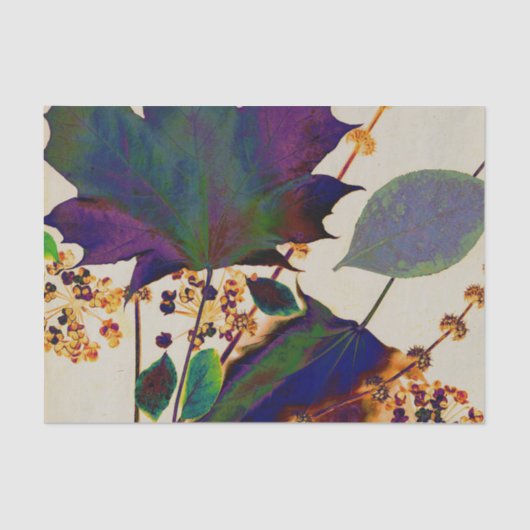 紅葉の色王室の付 薄葉紙 (正面)