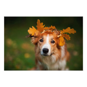 紅葉の花輪を持つ赤いボーダーコリー フォトプリント