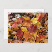 紅葉の蓄積 ポストカード (正面/裏面)