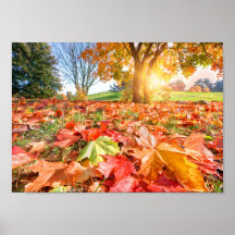 紅葉の輝き – 色とりどりの秋の自然写真