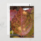 紅葉はがき ポストカード (正面/裏面)