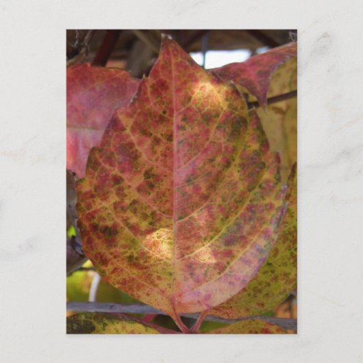 紅葉はがき ポストカード (正面)
