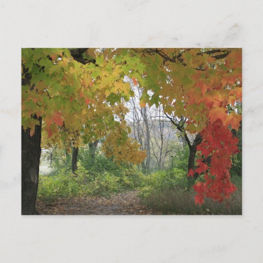 紅葉はがき ポストカード (正面)