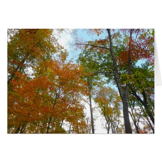 紅葉を見上げるカラフル秋の葉 (正面横)
