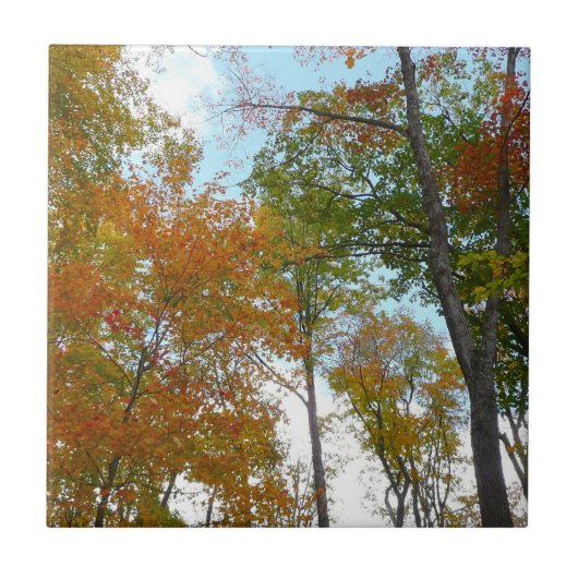 紅葉を見上げるカラフル秋の葉 タイル (正面)