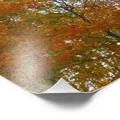 紅葉を見上げるカラフル秋の葉 フォトプリント (角)