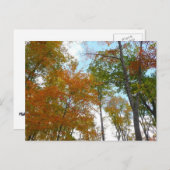 紅葉を見上げるカラフル秋の葉 ポストカード (正面/裏面)