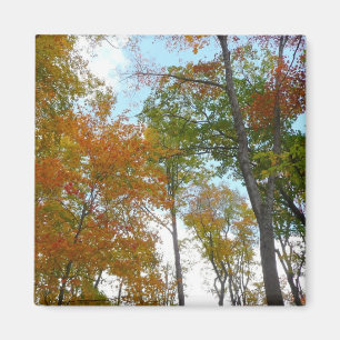 紅葉を見上げるカラフル秋の葉 マグネット