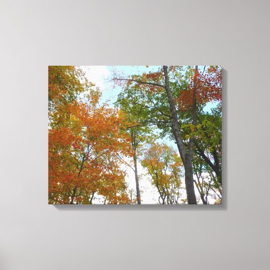 紅葉を見上げる 色とりどりの紅葉 キャンバスプリント (正面)