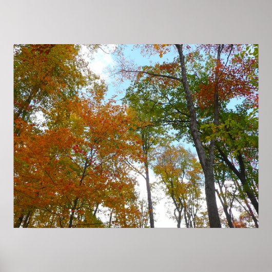 紅葉を見上げる I 色とりどりの紅葉 ポスター (正面)