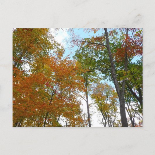 紅葉を見上げる I 色とりどりの紅葉 ポストカード (正面)