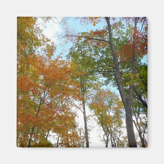 紅葉を見上げる I 色とりどりの紅葉 マグネット (正面)