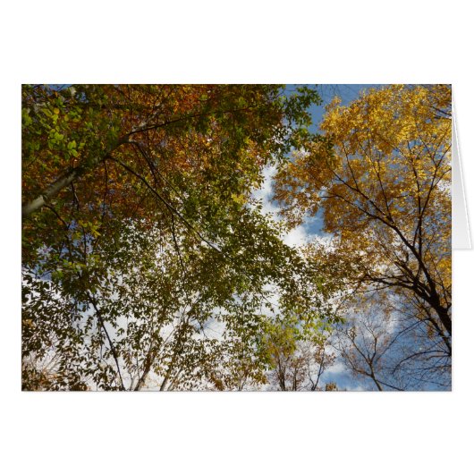 紅葉を見上げる II 秋の自然 (正面横)