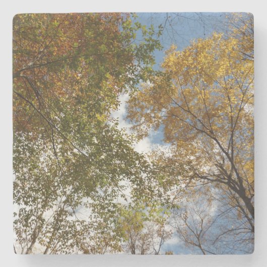 紅葉を見上げる II 秋の自然 ストーンコースター (正面)