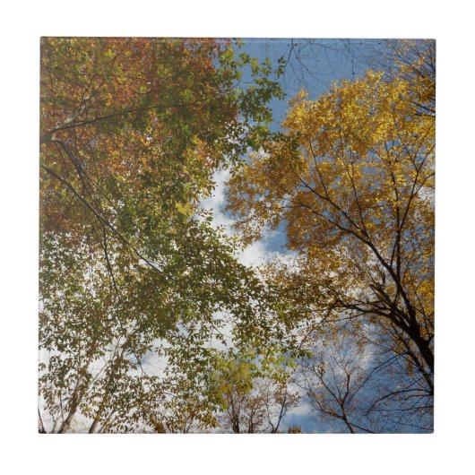 紅葉を見上げる II 秋の自然 タイル (正面)