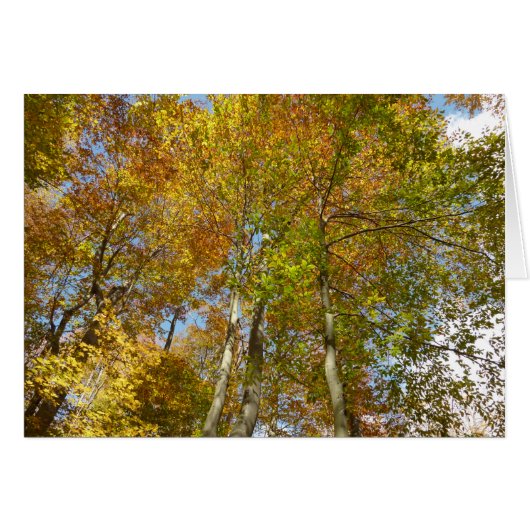 紅葉を見上げる III 色とりどりの紅葉 (正面横)