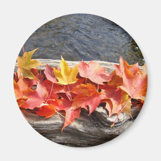 紅葉アートマグネット 色とりどりの秋の葉 マグネット (正面)