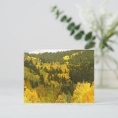 紅葉インコロラド，《植物》アスペン金ゴールド ポストカード (スタンド正面)