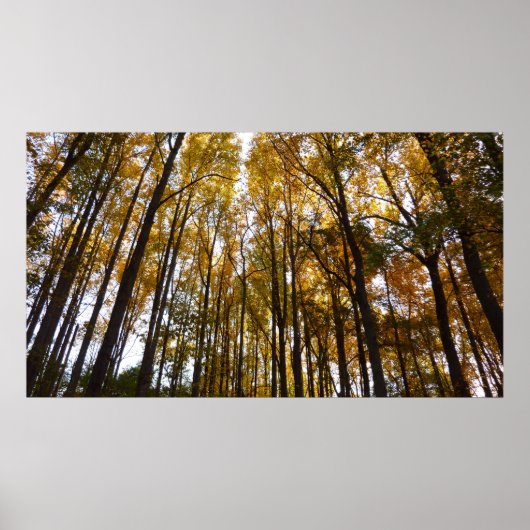 紅葉インモーニングメリーランド自然 ポスター (正面)