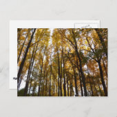 紅葉インモーニングメリーランド自然 ポストカード (正面/裏面)