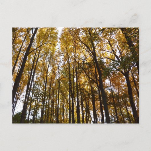 紅葉インモーニングメリーランド自然 ポストカード (正面)