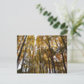 紅葉インモーニングメリーランド自然 ポストカード (スタンド正面)