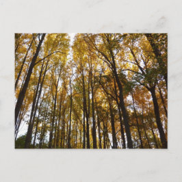 紅葉インモーニングメリーランド自然 ポストカード