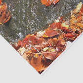 紅葉イン滝I秋撮影 薄葉紙 (詳細)