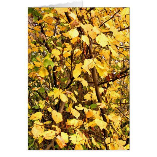 紅葉カード (正面)