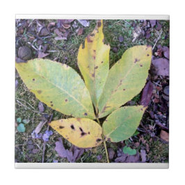 紅葉セラミックタイル タイル