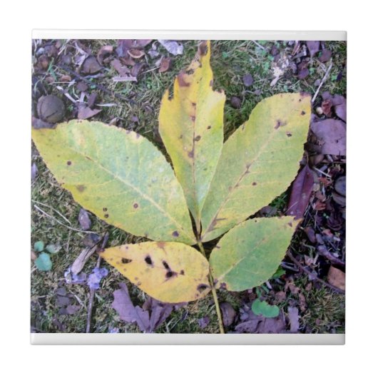 紅葉セラミックタイル タイル (正面)