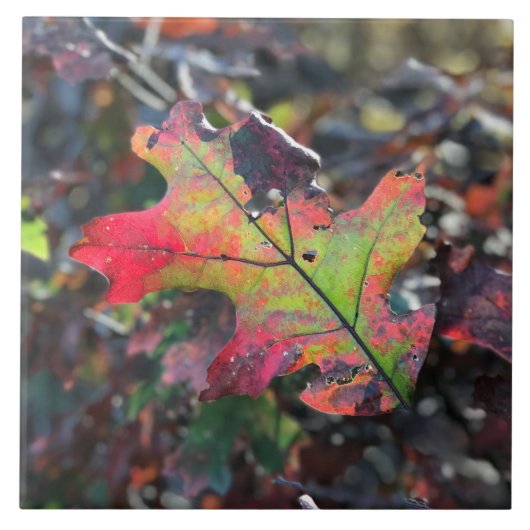 紅葉セラミックタイル タイル (正面)