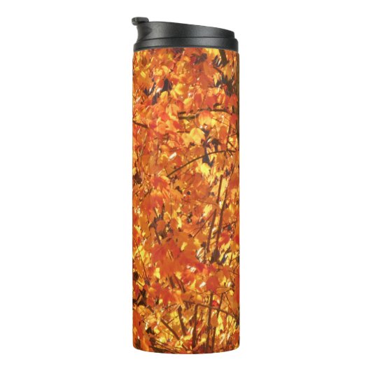 紅葉ツリー – 写真。 タンブラー (回転右)