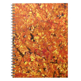 紅葉ツリー – 写真。 ノートブック