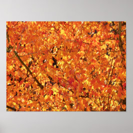 紅葉ツリー – 写真。 ポスター