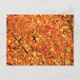 紅葉ツリー – 写真。 ポストカード