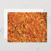 紅葉ツリー – 写真。 ポストカード (正面/裏面)