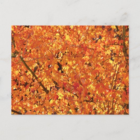 紅葉ツリー – 写真。 ポストカード (正面)