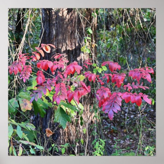 紅葉フォトポスター ポスター (正面)