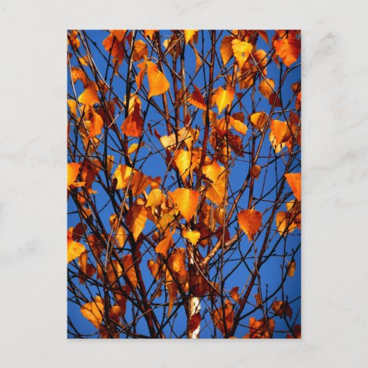紅葉付きポストカード ポストカード (正面)