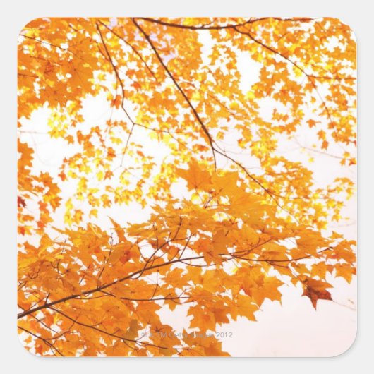 紅葉反射 スクエアシール (正面)