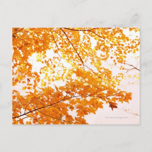 紅葉反射 ポストカード (正面)